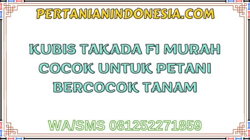 Kubis Takada F1 Murah Cocok Untuk Petani Bercocok Tanam