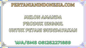 Melon Amanda Produk Unggul Untuk Petani Budidayakan