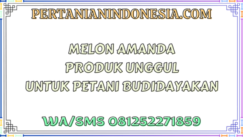 Melon Amanda Produk Unggul Untuk Petani Budidayakan