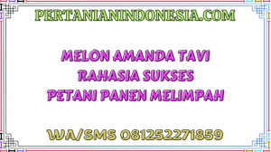 Melon Amanda Tavi Rahasia Sukses Petani Panen Melimpah