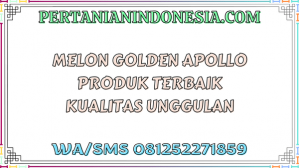 Melon Golden Apollo Produk Terbaik Kualitas Unggulan