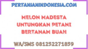 Melon Madesta Untungkan Petani Bertanam Buah