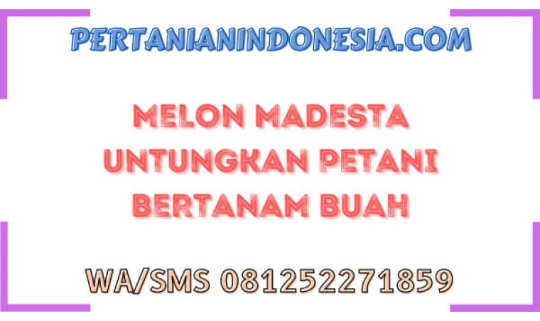 Melon Madesta Untungkan Petani Bertanam Buah