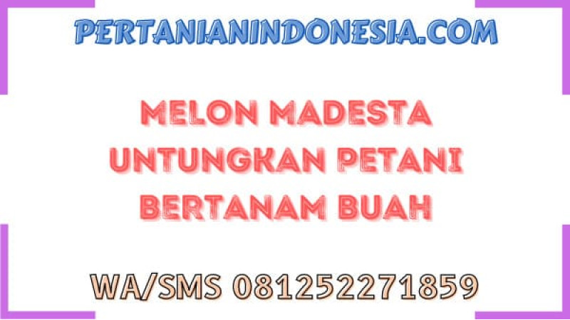 Melon Madesta Untungkan Petani Bertanam Buah