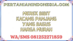 Merek Bibit Kacang Panjang Yang Bagus Harga Murah