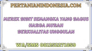 Merek Bibit Semangka Yang Bagus Harga Murah Berkualitas Unggulan