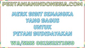 Merk Bibit Semangka Yang Bagus Harga Murah Untuk Petani Budidayakan