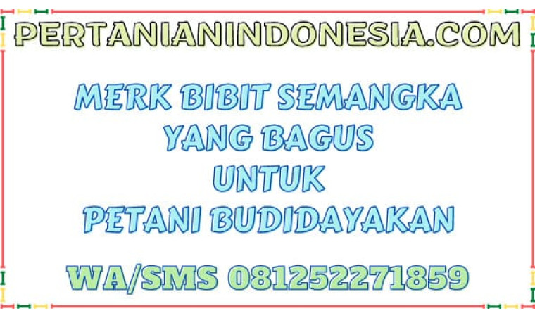 Merk Bibit Semangka Yang Bagus Harga Murah Untuk Petani Budidayakan
