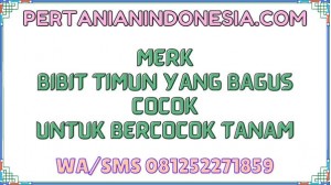 Merk Bibit Timun Yang Bagus Cocok Untuk Bercocok Tanam