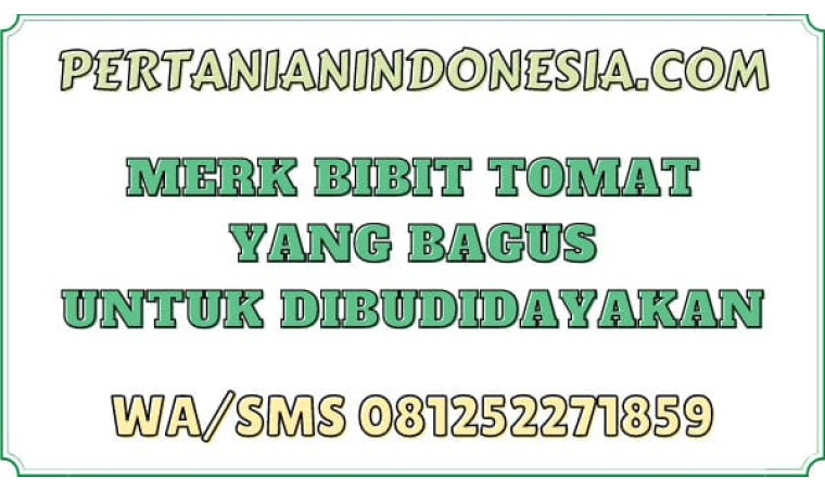 Merk Bibit Tomat Yang Bagus Untuk Dibudidayakan