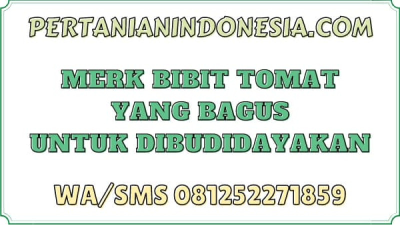 Merk Bibit Tomat Yang Bagus Untuk Dibudidayakan