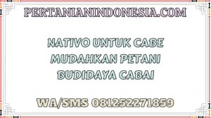 Nativo Untuk Cabe Mudahkan Petani Budidaya Cabai