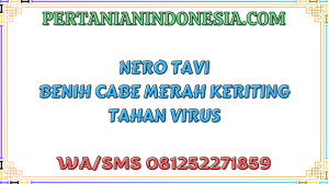 Nero Tavi Benih Cabe Merah Keriting Tahan Virus