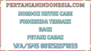 Nordox Untuk Cabe: Rahasia Keberhasilan Petani Mengatasi Penyakit Tanaman Cabai