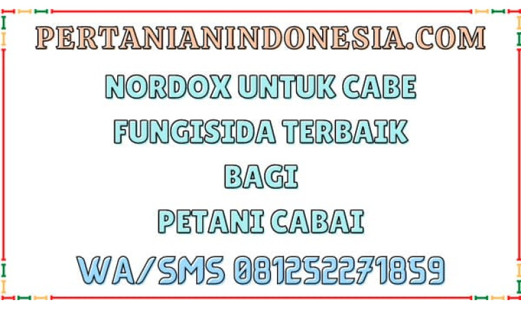 Nordox Untuk Cabe: Rahasia Keberhasilan Petani Mengatasi Penyakit Tanaman Cabai