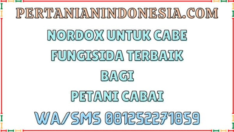 Nordox Untuk Cabe: Rahasia Keberhasilan Petani Mengatasi Penyakit Tanaman Cabai