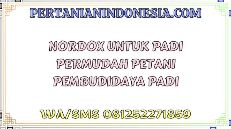 Nordox Untuk Padi Permudah Petani Pembudidaya Padi