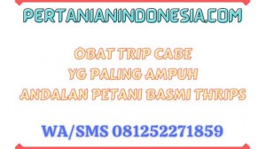 Obat Trip Cabe Yg Paling Ampuh Andalan Petani Basmi Thrips