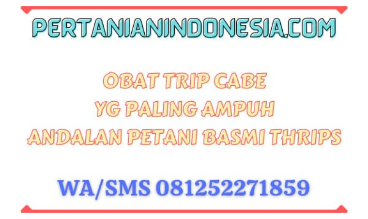 Obat Trip Cabe Yg Paling Ampuh Andalan Petani Basmi Thrips