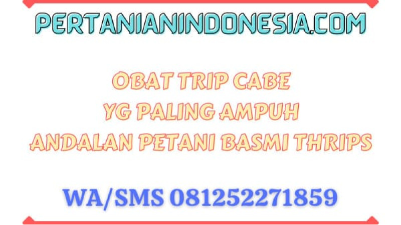 Obat Trip Cabe Yg Paling Ampuh Andalan Petani Basmi Thrips