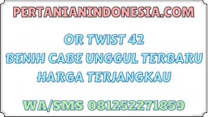 OR Twist 42 Benih Cabe Unggul Terbaru Harga Terjangkau