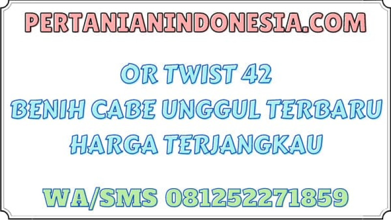 OR Twist 42 Benih Cabe Unggul Terbaru Harga Terjangkau