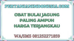 Obat Bulai Jagung Paling Ampuh Harga Terjangkau