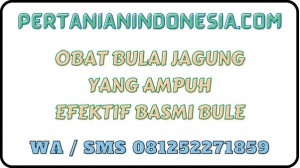 Obat Bulai Jagung Yang Ampuh Efektif Basmi Bule