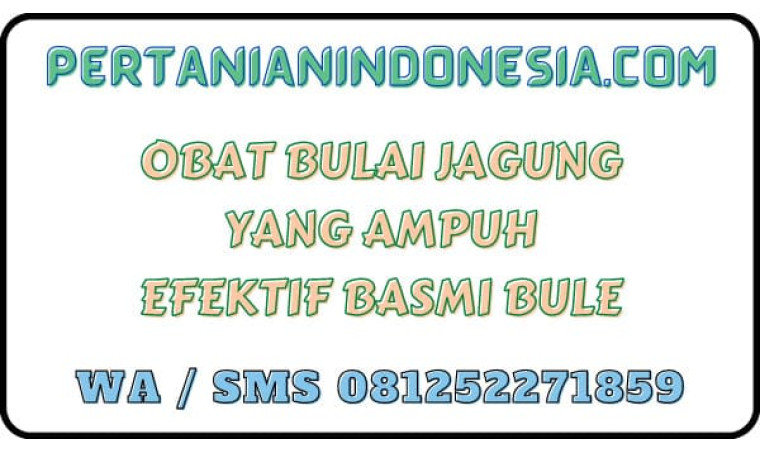 Obat Bulai Jagung Yang Ampuh Efektif Basmi Bule