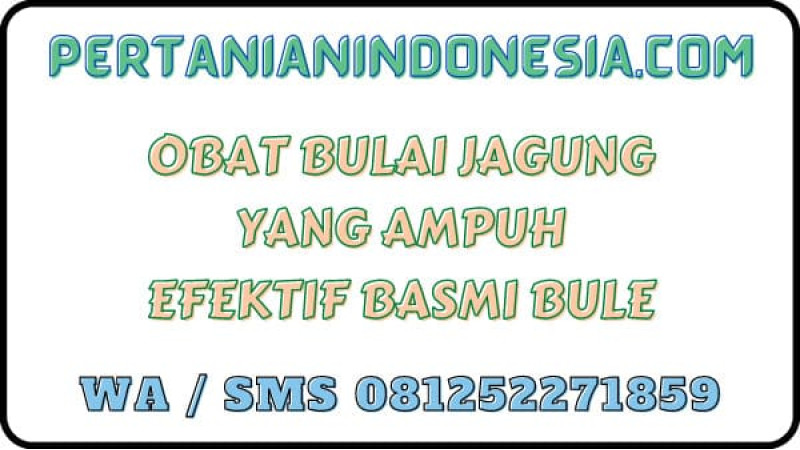 Obat Bulai Jagung Yang Ampuh Efektif Basmi Bule