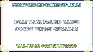 Obat Cabe Paling Bagus Cocok Petani Gunakan
