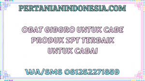 Obat Gibgro Untuk Cabe Produk ZPT Terbaik Untuk Cabai