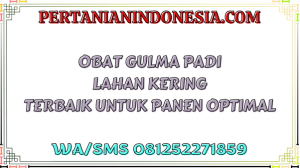 Obat Gulma Padi Lahan Kering Terbaik Untuk Panen Optimal