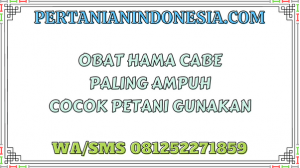 Obat Hama Cabe Paling Ampuh Cocok Petani Gunakan