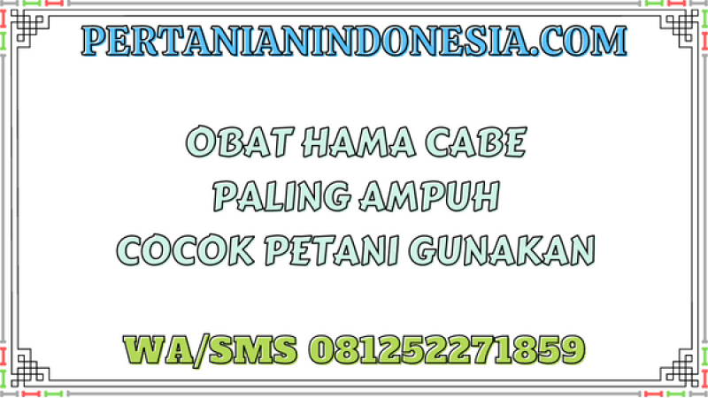 Obat Hama Cabe Paling Ampuh Cocok Petani Gunakan