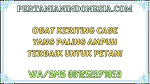 Obat Keriting Cabe Yang Paling Ampuh Terbaik Untuk Petani