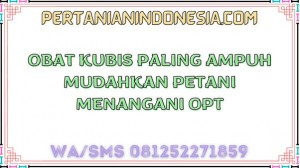 Obat Kubis Paling Ampuh Mudahkan Petani Menangani OPT