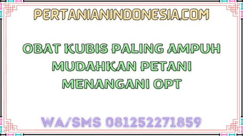 Obat Kubis Paling Ampuh Mudahkan Petani Menangani OPT