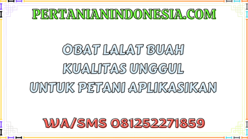 Obat Lalat Buah Kualitas Unggul Untuk Petani Aplikasikan