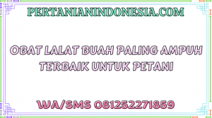 Obat Lalat Buah Paling Ampuh Terbaik Untuk Petani