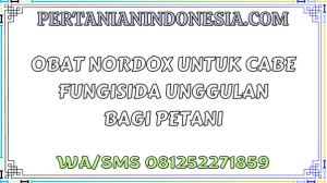 Obat Nordox Untuk Cabe Fungisida Unggulan Bagi Petani