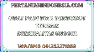 Obat Padi Biar Berbobot Terbaik Berkualitas Unggul