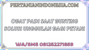 Obat Padi Saat Bunting Solusi Unggulan Bagi Petani