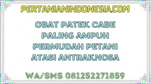 Obat Patek Cabe Paling Ampuh Permudah Petani Atasi Antraknosa 