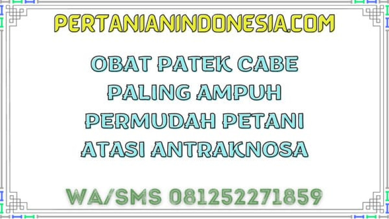 Obat Patek Cabe Paling Ampuh Permudah Petani Atasi Antraknosa 