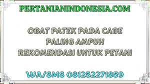 Obat Patek Pada Cabe Paling Ampuh Rekomendasi Untuk Petani