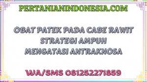 Obat Patek Pada Cabe Rawit Strategi Ampuh Mengatasi Antraknosa