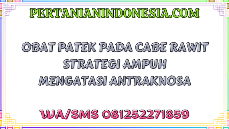 Obat Patek Pada Cabe Rawit Strategi Ampuh Mengatasi Antraknosa
