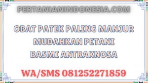 Obat Patek Paling Manjur Mudahkan Petani Basmi Antraknosa