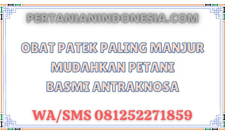 Obat Patek Paling Manjur Mudahkan Petani Basmi Antraknosa